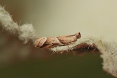 Nyctegretis lineana (Strandsmalmott)
