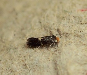 Ectoedemia albifasciella (White-banded Pygmy)