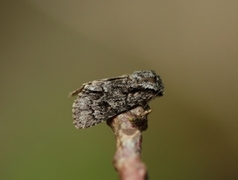 Acronicta auricoma (Broket kveldfly)