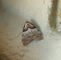 Nola cucullatella (Short-cloaked Black Arches)