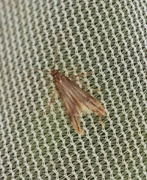 Schreckensteiniidae (Bristle-legged moths)