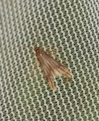 Schreckensteiniidae (Bristle-legged moths)