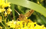 Heliothis peltigera (Okerfagerfly)