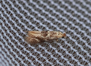 Bucculatrix demaryella (Birch Bent-wing)