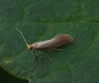 Argyresthia glabratella (Spruce Argent)