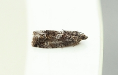 Cydia fagiglandana (Large Beech Piercer)