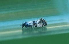 Cochylis atricapitana (Landøydapraktvikler)