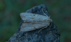 Apamea lithoxylaea (Hvitt strandengfly)