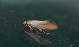 Batia unitella (Golden-brown Tubic)