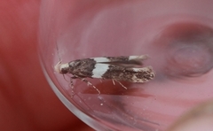 Recurvaria leucatella (White-barred Groundling)