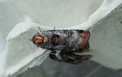 Epilecta linogrisea (Rødkantfly)