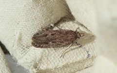 Gelechia sabinellus (Juniper Groundling)