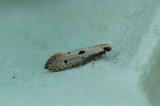 Tinea trinotella (Bird’s-nest Moth)
