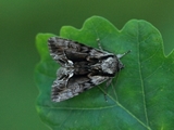 Hyppa rectilinea (Raggfly)