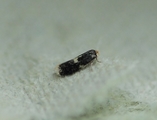 Ectoedemia albifasciella (White-banded Pygmy)
