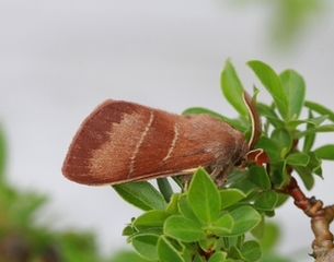 Macrothylacia rubi (Bringebærspinner)