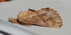 Pterostoma palpina (Pale Prominent)