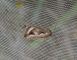 Deltote uncula (Silver Hook)