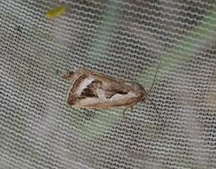 Deltote uncula (Starrglansfly)
