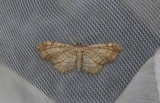 Eupithecia immundata (Trollbærdvergmåler)
