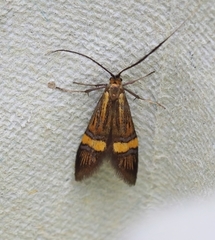 Nemophora degeerella (Yellow-barred Long-horn)