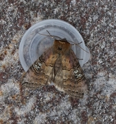 Tethea ocularis (Øyehalvspinner)