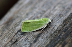 Earias clorana (Cream-bordered Green Pea)