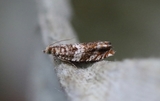 Epinotia abbreviana (Brown Elm Bell)