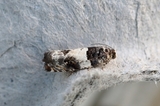 Gypsonoma sociana (White Cloaked Shoot)