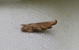 Orophia ferrugella