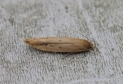 Limnaecia phragmitella (Bulrush Cosmet)