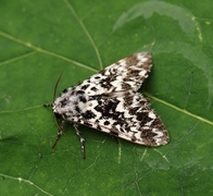 Panthea coenobita (Bartremunkefly)