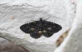 Parascotia fuliginaria (Waved Black)