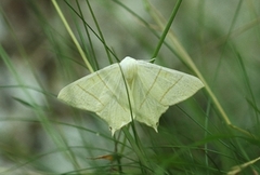 Ourapteryx sambucaria (Swallow-tailed Moth)
