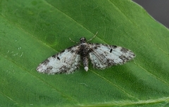 Eupithecia irriguata (Flekkdvergmåler)