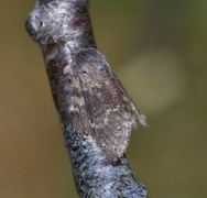 Stauropus fagi (Ekorntannspinner)