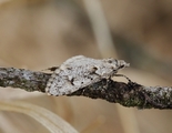Diurnea fagella (March Tubic)
