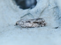 Epinotia granitana (Dvergkveldvikler)