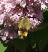 Hemaris fuciformis (Broad-bordered Bee Hawk-moth)