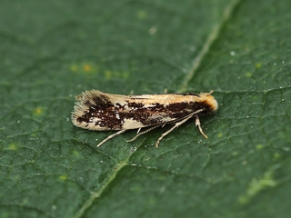 Monopis obviella (Yellow-backed Clothes Moth)
