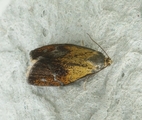 Ptycholoma lecheana (Blybladvikler)