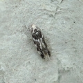 Parachronistis albiceps