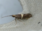 Eidophasia messingiella (Bitter-cress Smudge)