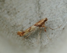 Caloptilia hemidactylella (Sycamore Slender)