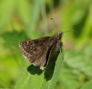 Erynnis tages (Dingy Skipper)