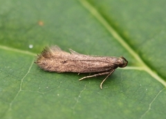 Monochroa lutulentella (Black Neb)