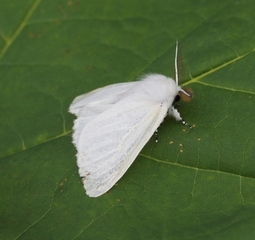 Leucoma salicis (Seljebørstespinner)