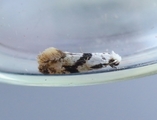 Nemapogon clematella (Barred White Clothes Moth)