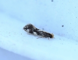 Agnathosia mendicella (Rosenkjukemøll)