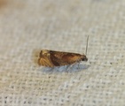 Eucosmomorpha albersana (Honeysuckle Bell)